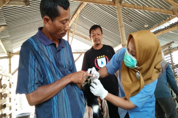 Temuan Antraks, Mojokerto...