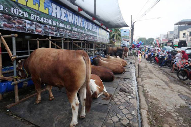 Periksa Kesehatan Hewan...