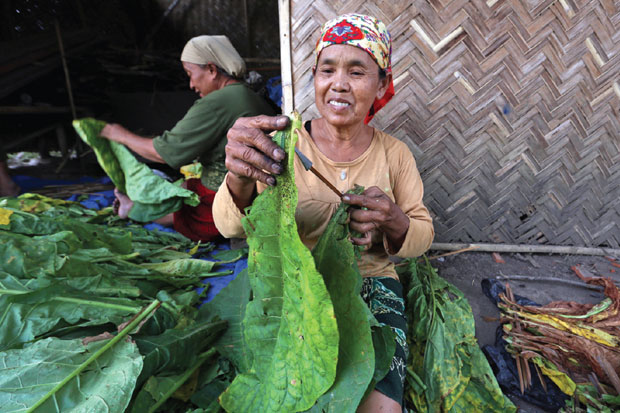 Kilau Daun Emas Bumi...