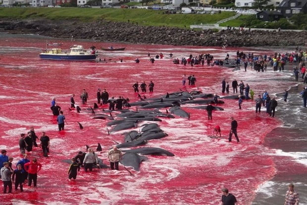 Horor, Faroe Islands...