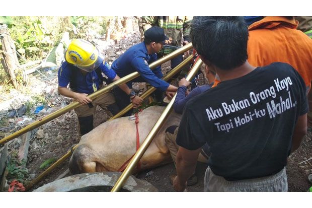 Seekor Sapi di Bandung...
