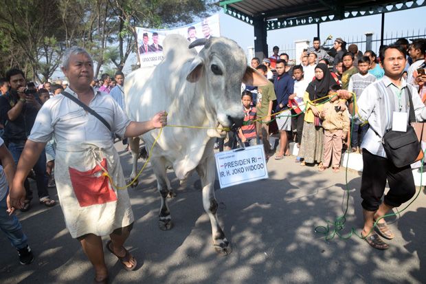 Sapi 1 Ton Sumbangan...