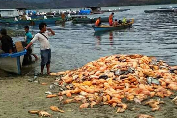 Jutaan Ikan Mas dan...