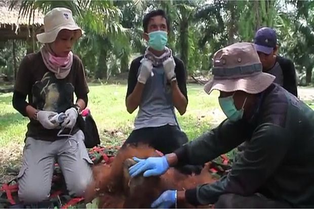 Orangutan Berhasil Dievakuasi...