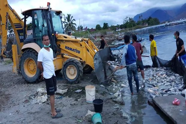 Ratusan Ton Ikan Mati...