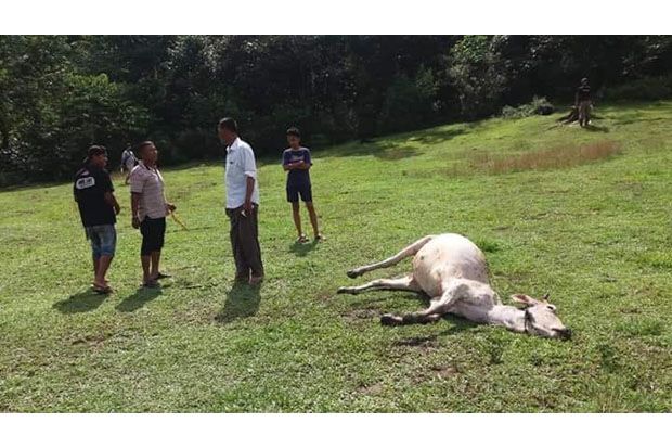 Harimau Mangsa Sapi,...
