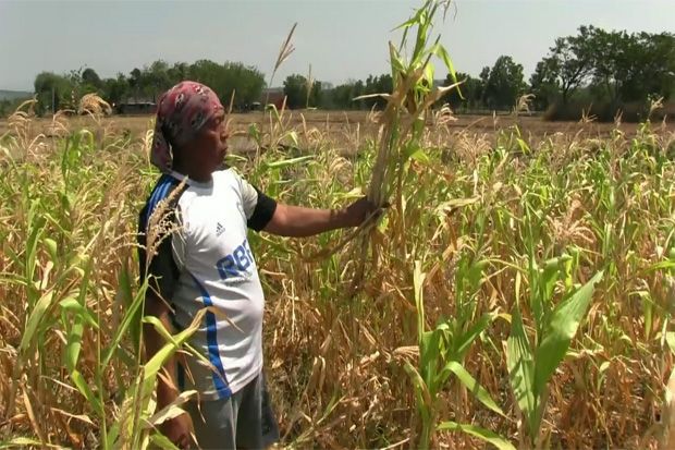 Sawah Mengering, Petani...