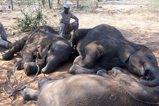 87 Gajah Mati Ditemukan...