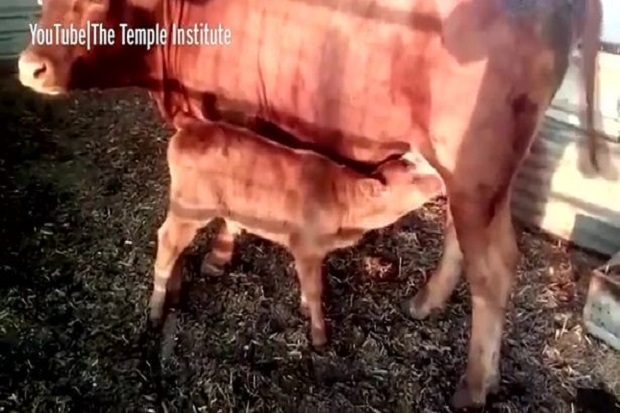 Sapi Merah Sempurna...