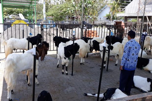 Kambing PE Ini Ditawari...