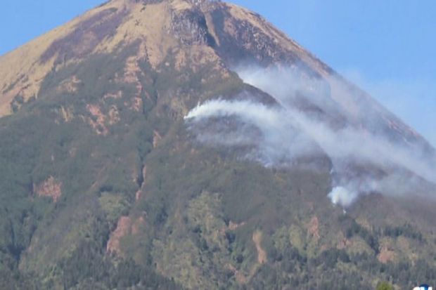 Pelaku Bakar Hutan Gunung...