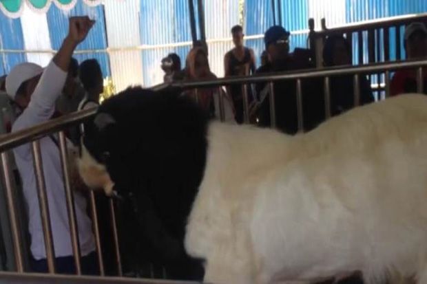 Ratusan Kambing Etawa...