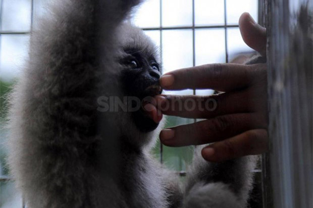 Jual Lutung hingga Kura-kura...
