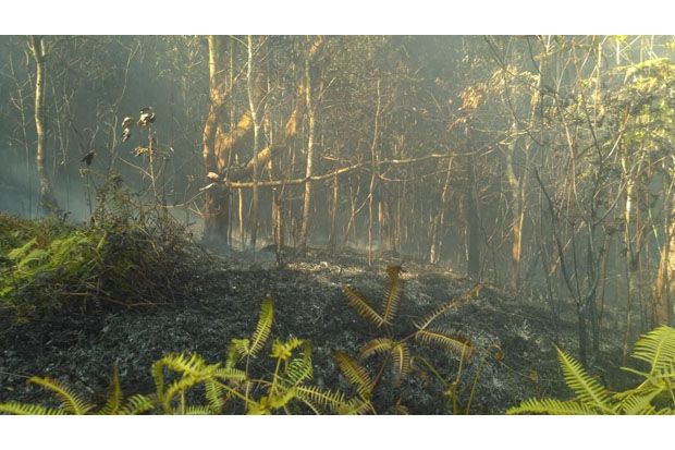 Hutan di Gunung Ungaran...