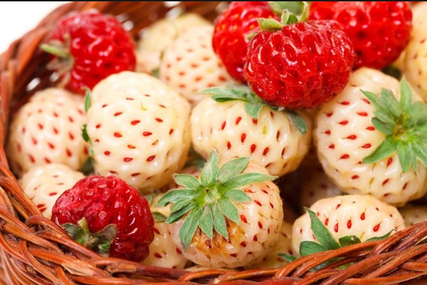 Pineberry, Buah yang...