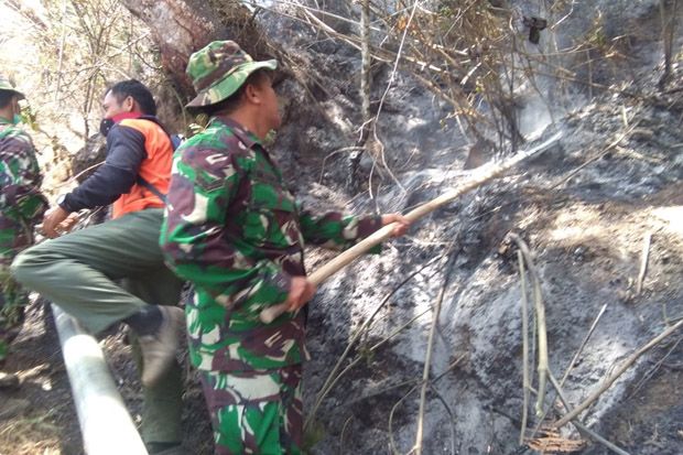 Api di Hutan Taman Nasional...