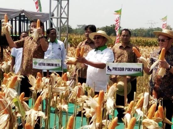 Manfaatkan Panen Jagung,...