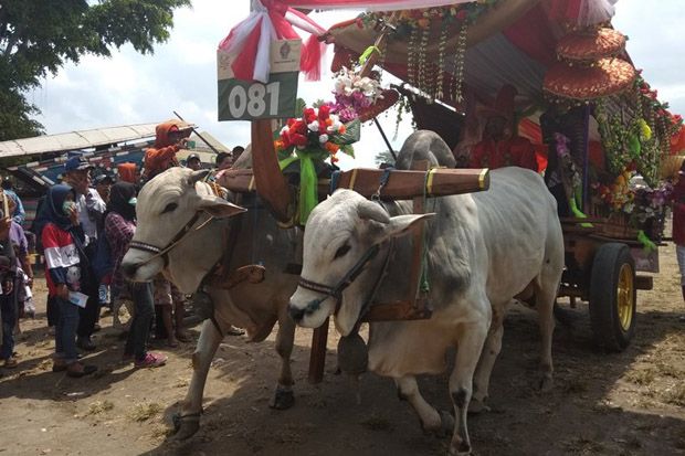 Ratusan Gerobak Sapi...