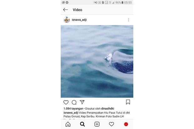 Penampakan Hiu Paus...