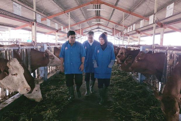 Kembangkan Sapi Belgian...