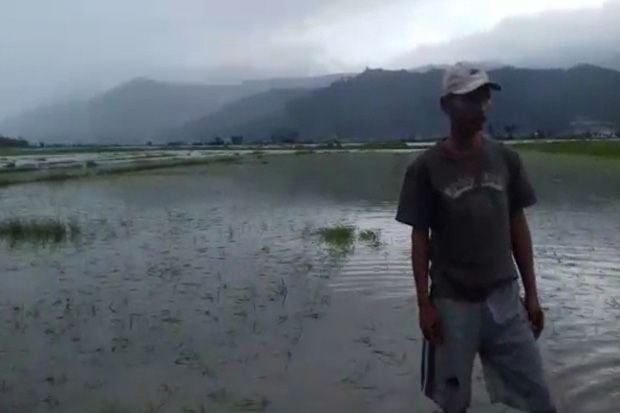 Ratusan Hektare Sawah...