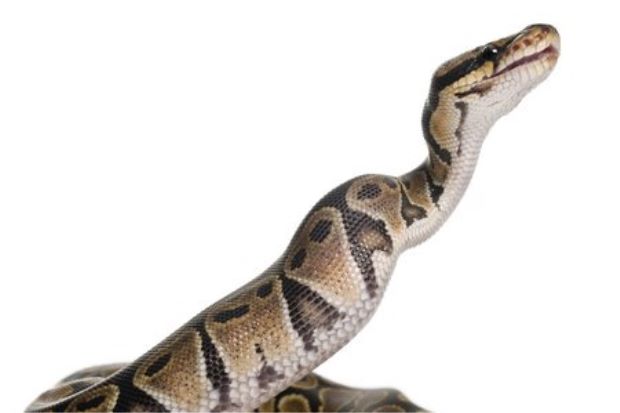 Digigit Python di Toilet,...