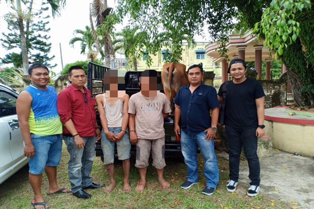 Curi Sapi, Dua Pemuda...