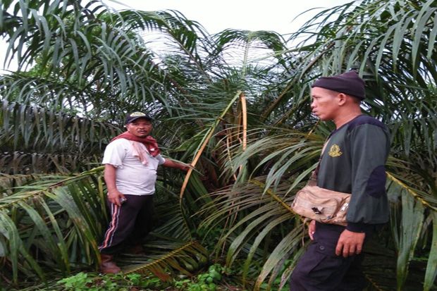 Banjir, Belasan Gajah...