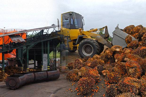 Harga TBS Sawit Turun,...