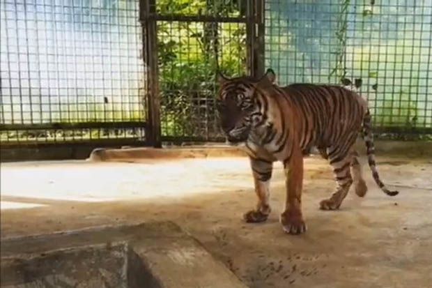 Kondisi Harimau yang...