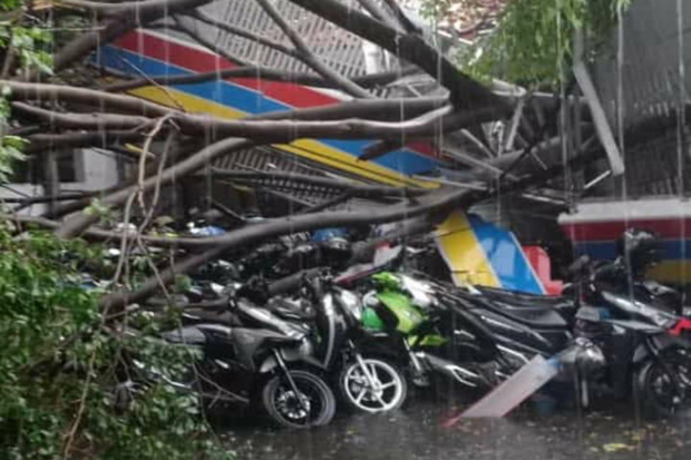 Puluhan Pohon Tumbang,...