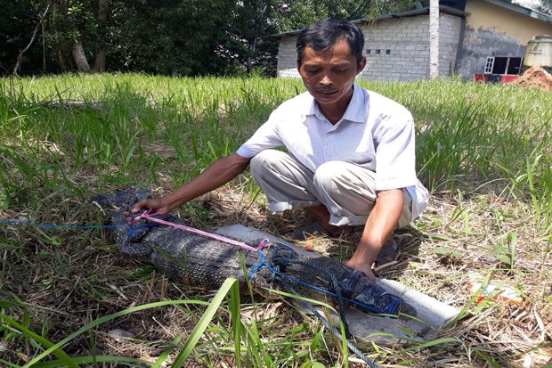 Seekor Buaya Bakau di...