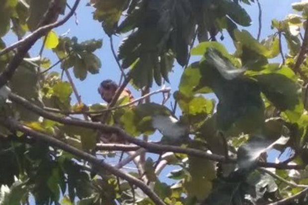 Tiga Hari Kabur ke Atas...