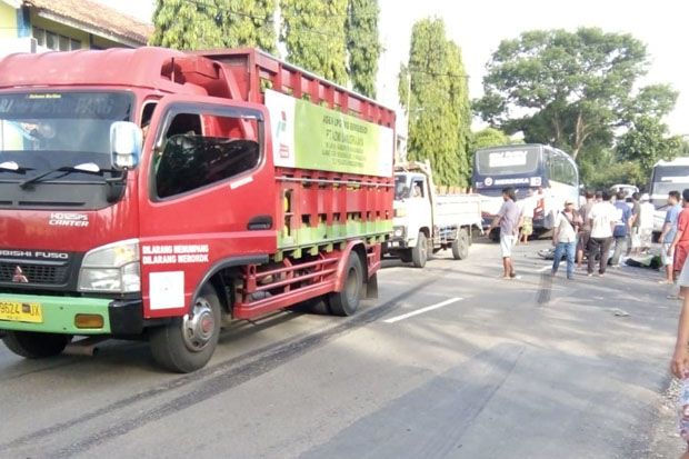 Adu Banteng dengan Bus,...