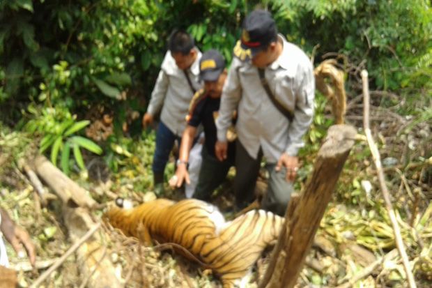 Kementerian LHK Serahkan...