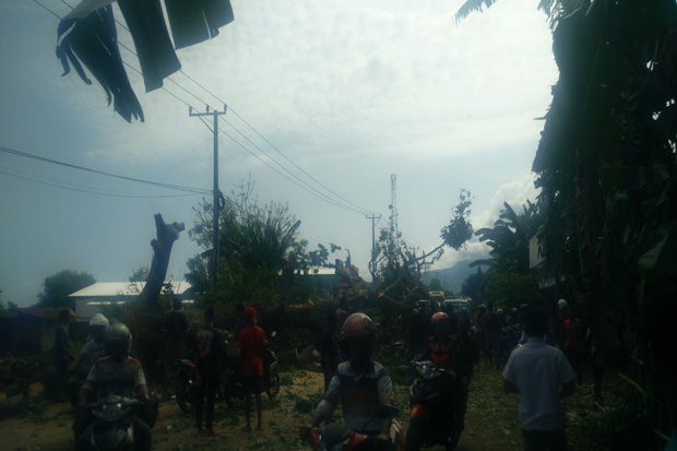 Pemda Tak Peka, Pohon...