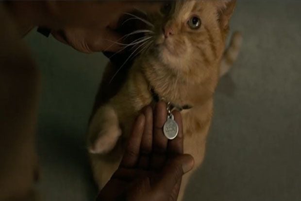 Menjawab Misteri Kucing...