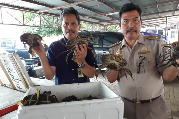 Ribuan Kepiting Bertelur...