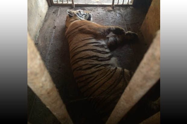 Kronologi 2 Harimau...