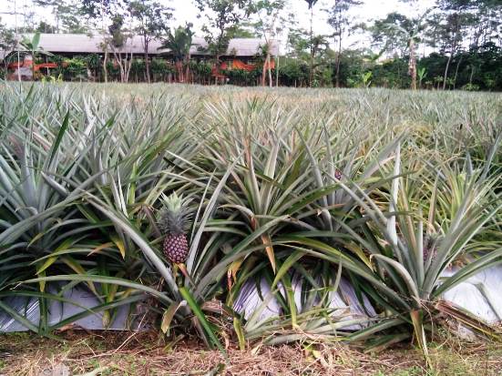 Kementerian Pertanian...