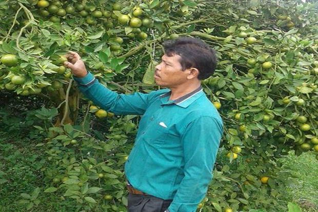 Harga Jeruk Turun Jelang...