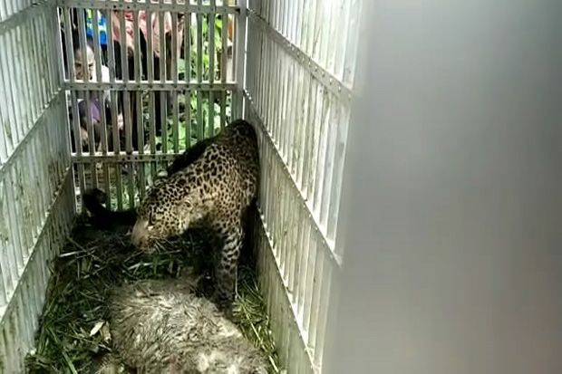 Macan Tutul yang Kerap...