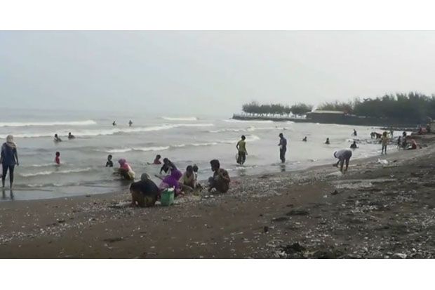 Unik, Puluhan Ribu Kerang...