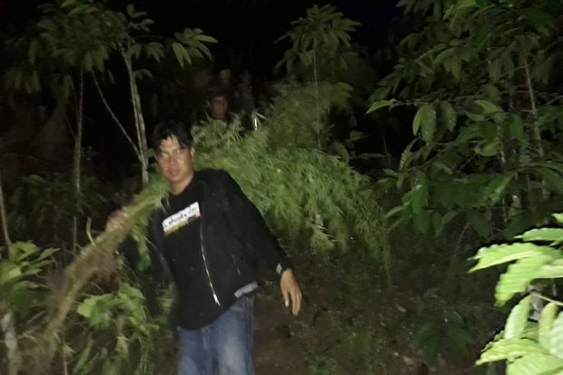 TNI Temukan 1 Hektare...