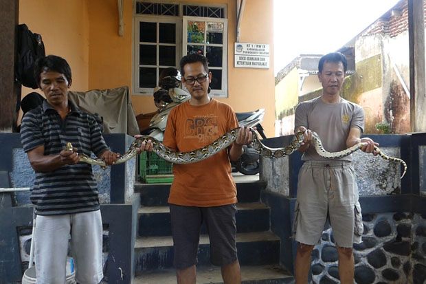Mangsa 3 Ayam, Ular...