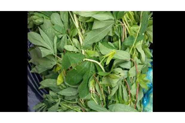 Meski Bisa Jadi Obat,...