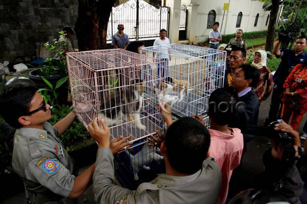 Tangani Rabies, Anies...