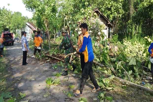 Angin Ribut, Pohon Tumbang...