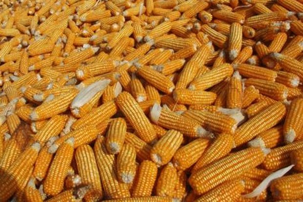 Bulog Tambah Impor Jagung...