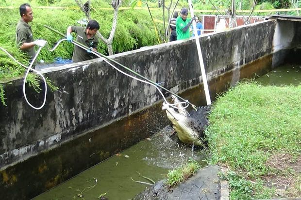 Evakuasi Buaya Pemangsa...